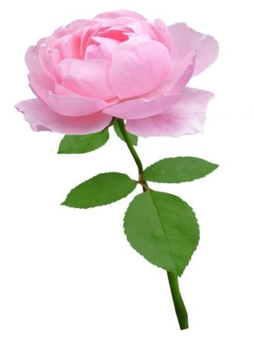Beyaz zeminde pembe gül