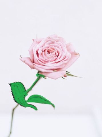 Beyaz zeminde pembe gül 2