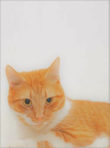 Beyaz Zeminde Sarı Kedi