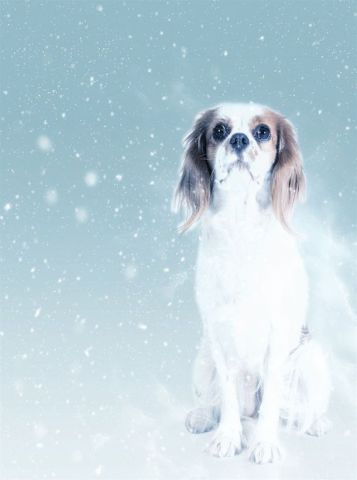 Mavi Zeminde Oturan Köpek