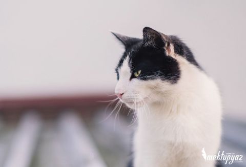 Şirin kedi
