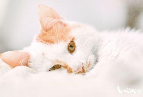 Şirin tatlı sarı kedi yavrusu